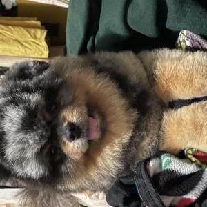 Lost Dog Chancho