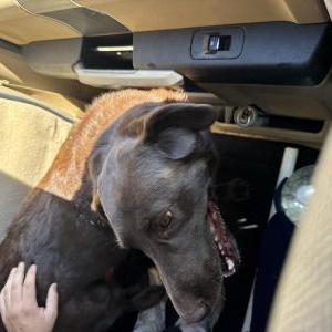 Found Dog Unknown