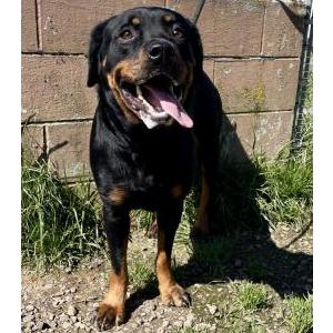 Found Dog Unknown