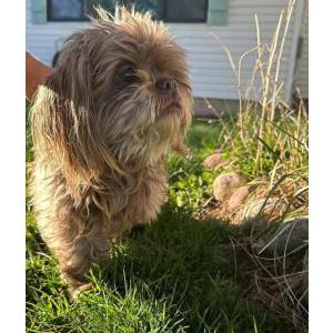 Lost Dog Peluco