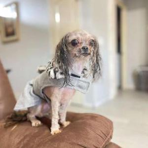 Lost Dog Lucy