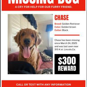 Lost Dog CHASE