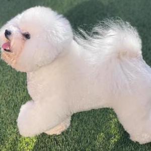 Lost Dog Surprise