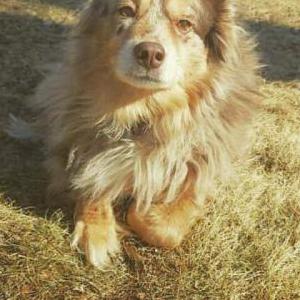Lost Dog Kobe