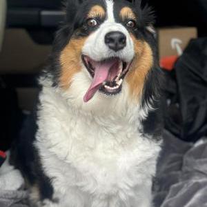 Image of Unknown, Found Dog