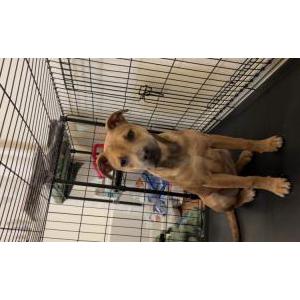 Found Dog Unknown