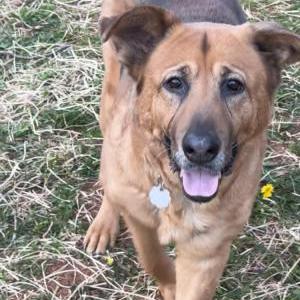 Lost Dog Stella