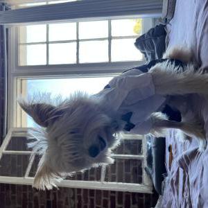 Lost Dog Frankie