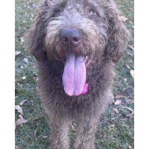 Lost Dog Luna