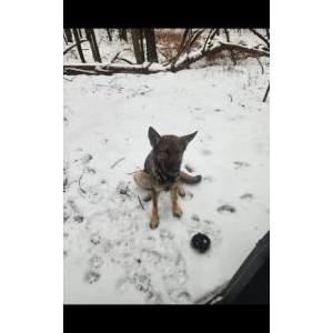 Lost Dog Piper