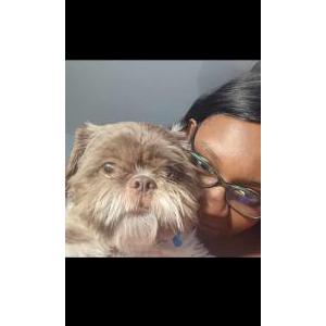 Lost Dog Gizmo