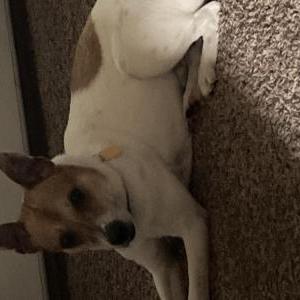 Lost Dog Buster