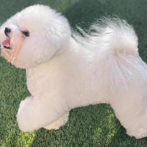 Image of Surprise, Lost Dog