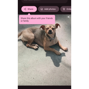 Image of Love, Lost Dog