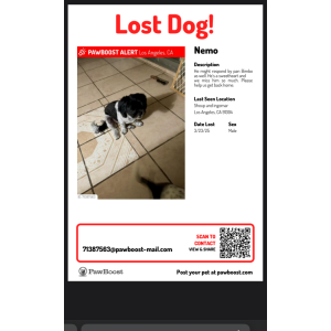 Image of Nemo, Lost Dog