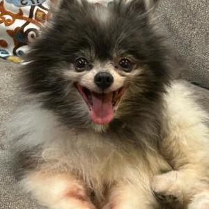 Image of Sophie, Lost Dog