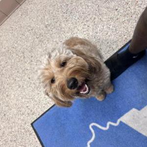 Found Dog Unknown