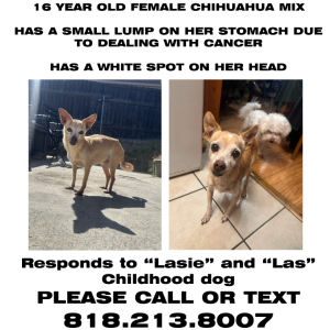 Image of lasie, Lost Dog