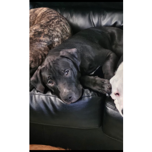 Image of Rocky, Lost Dog