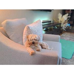 Image of goldiloCKS, Lost Dog