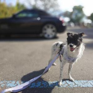 Image of Pepper, Lost Dog