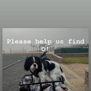 Lost Dog O