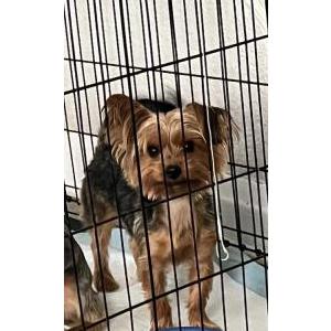 Lost Dog Hazel