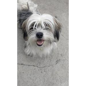 Image of Unknown, Found Dog
