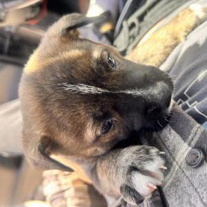 Image of Baby girl, Lost Dog