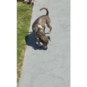 Image of Roxie, Lost Dog