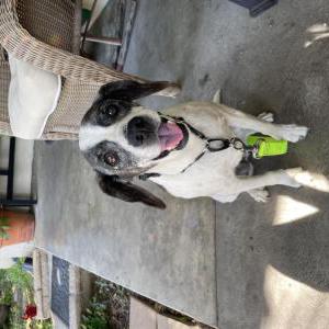 Image of Unknown, Found Dog