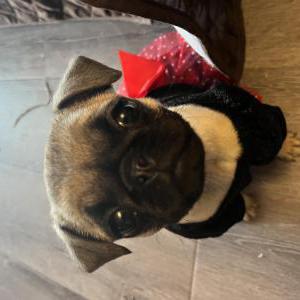 Image of Nala, Lost Dog