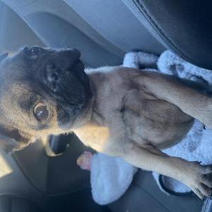 Image of Frijolito, Lost Dog