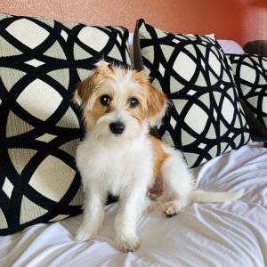 Lost Dog Lucky
