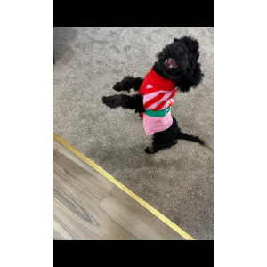 Image of Kali, Lost Dog