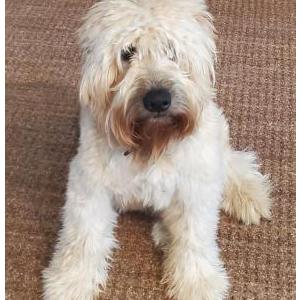 Image of Grady, Lost Dog