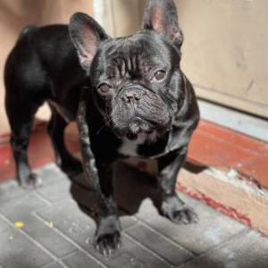 Lost Dog Oreo