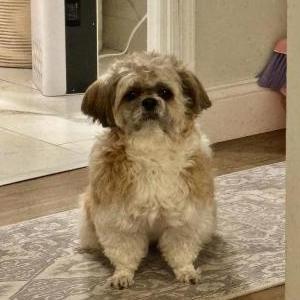 Lost Dog Abby