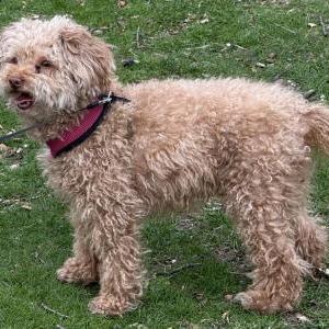 Image of Rainbow, Lost Dog