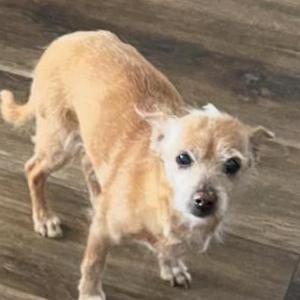 Image of Krispy, Lost Dog