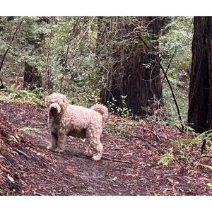 Lost Dog Teddy