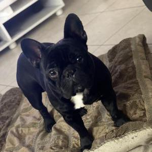 Lost Dog Oreo