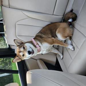Image of Sativa, Lost Dog