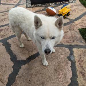 Image of Unknown, Found Dog