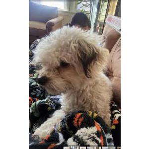 Lost Dog Evee