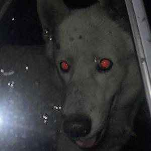Lost Dog UNKNOWN
