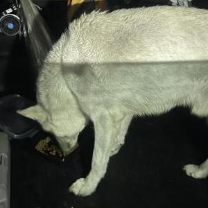 2nd Image of UNKNOWN, Lost Dog