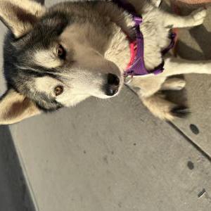 Lost Dog Luna