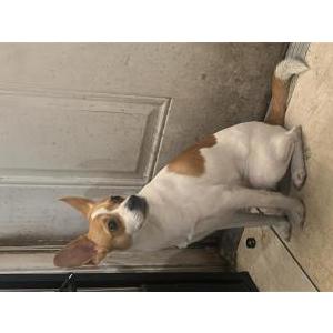 Found Dog Unknown