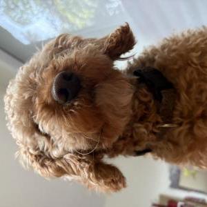 Lost Dog Prince